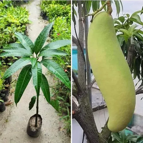 Banana_Mango_Grafted_Fruit_Plant