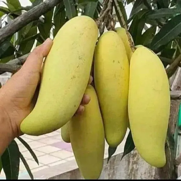 Banana_Mango_Grafted_Fruit_Plant