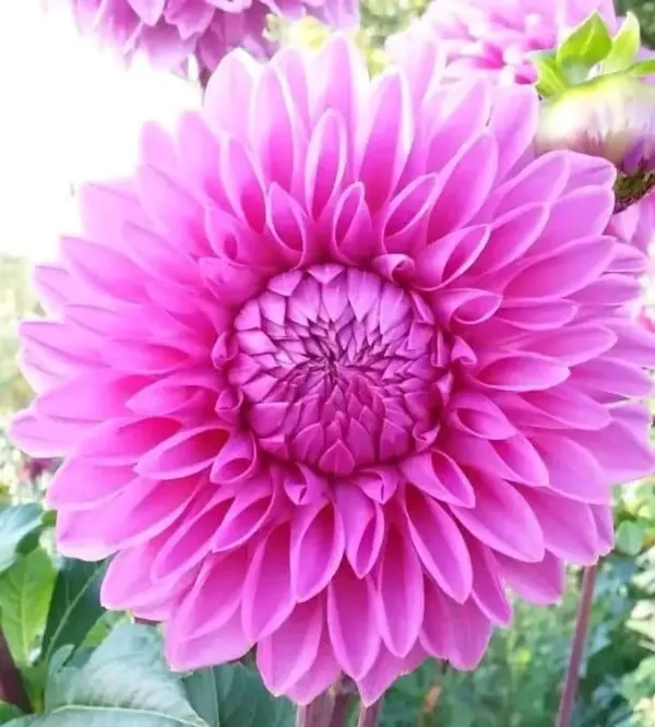Dahlia_Flower_Plant_Pink_For_Home_Garden