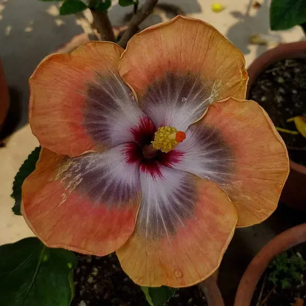 American_Variety_Hibiscus_Flower_Plant
