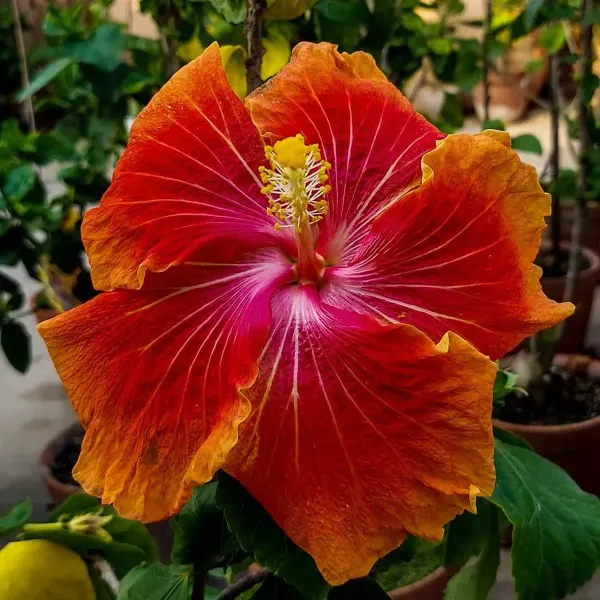 Australian_Variety_Grafted_Hibiscus_Flower_Plant
