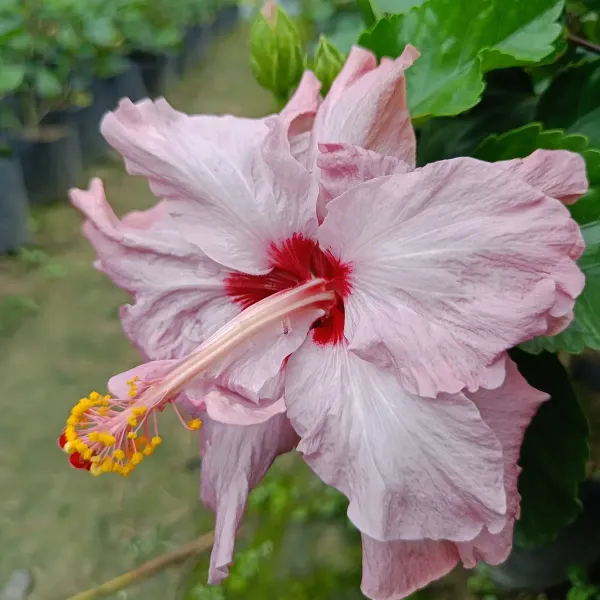 Australian_Variety_Grafted_Hibiscus_Flower_Plant