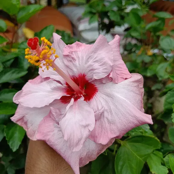 Australian_Variety_Grafted_Hibiscus_Flower_Plant