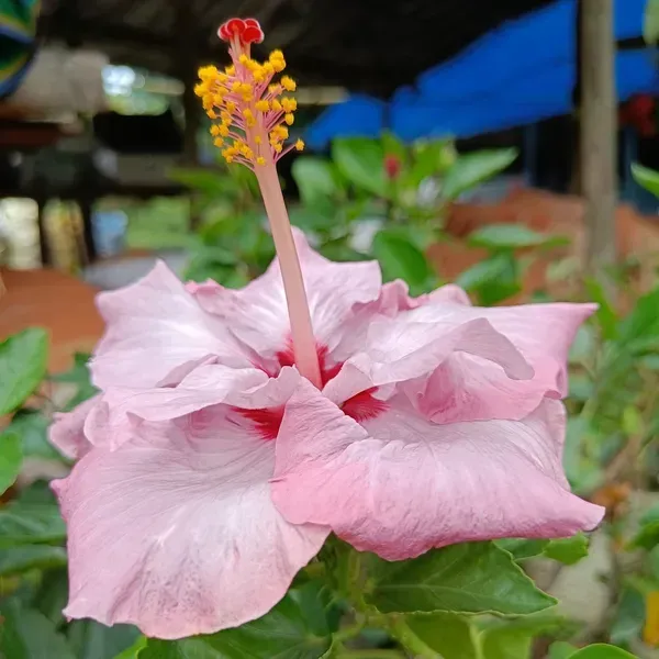 Australian_Variety_Grafted_Hibiscus_Flower_Plant
