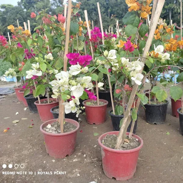 Multigrafted_Bougainvillea_Flower_Plant_6_Colour