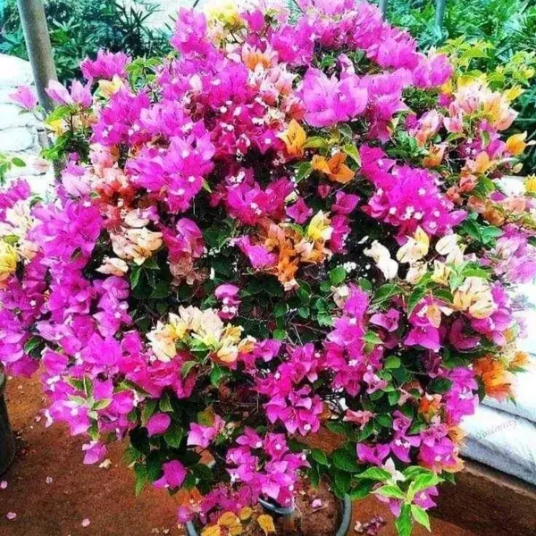 Multigrafted_Bougainvillea_Flower_Plant_6_Colour