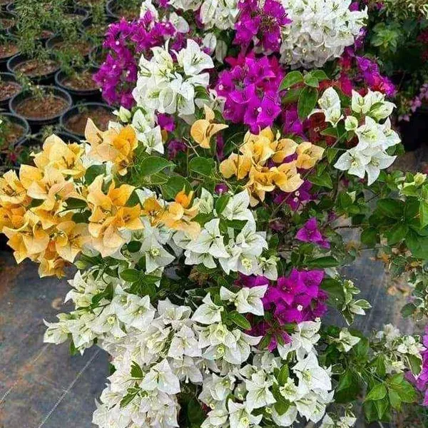 Multigrafted_Bougainvillea_Flower_Plant_6_Colour