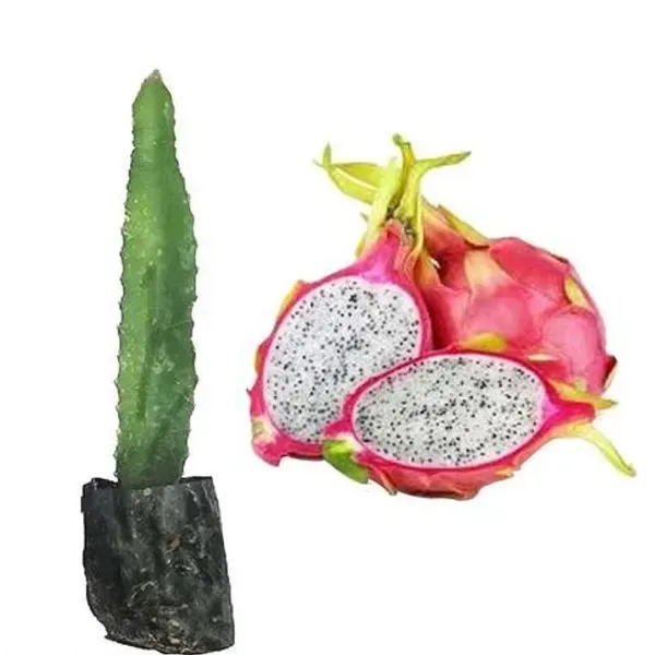Dragon_Fruit_Plant_White_For_Home_Garden