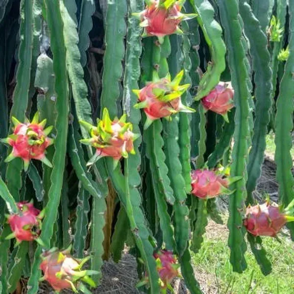 Dragon_Fruit_Plant_White_For_Home_Garden