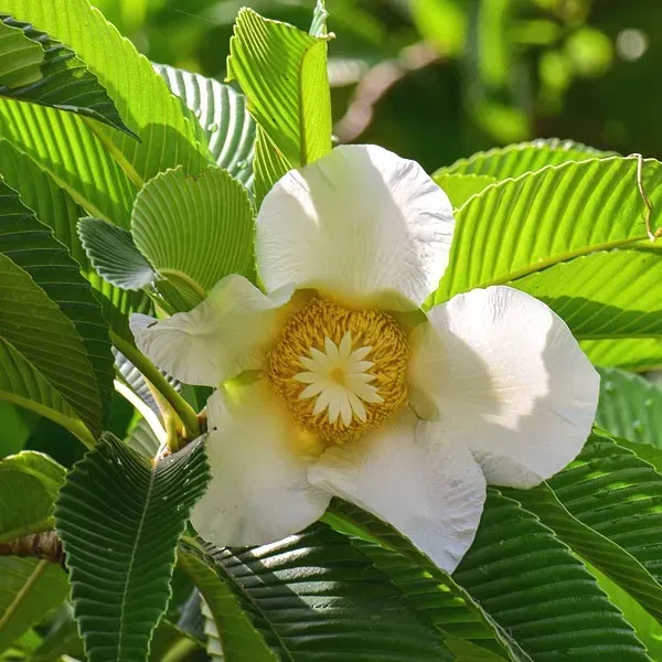 All_Time_Elephant_Apple_Chalta_Fruit_Plant