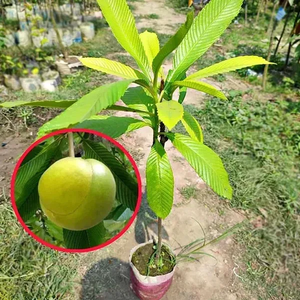 All_Time_Elephant_Apple_Chalta_Fruit_Plant