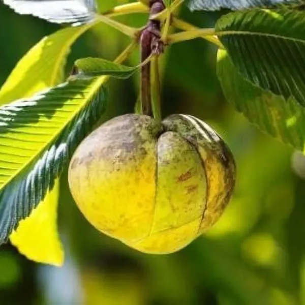 All_Time_Elephant_Apple_Chalta_Fruit_Plant