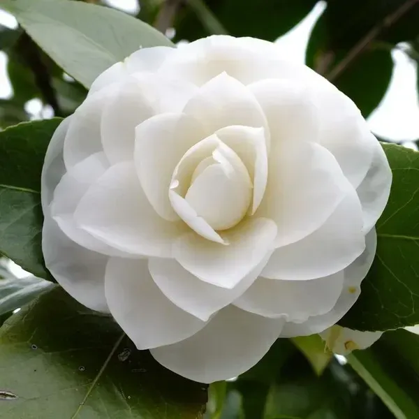 Camellia_Flower_Plant_White_For_Home_Garden