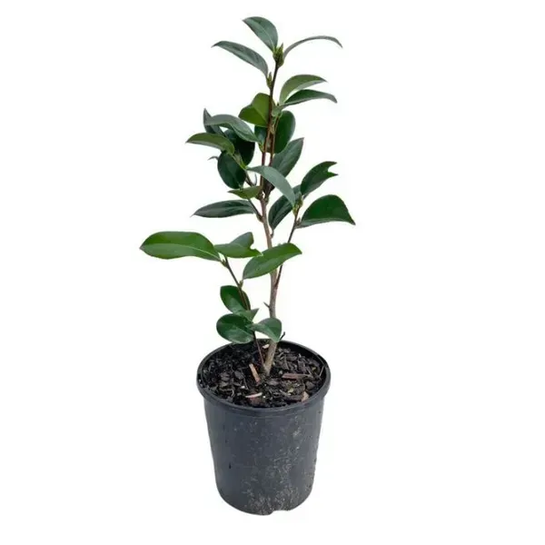 Camellia_Flower_Plant_White_For_Home_Garden