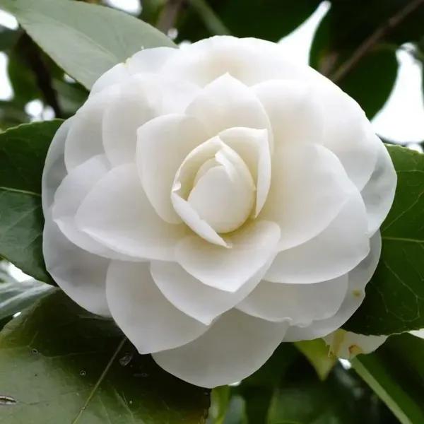 Camellia_Flower_Plant_White_For_Home_Garden