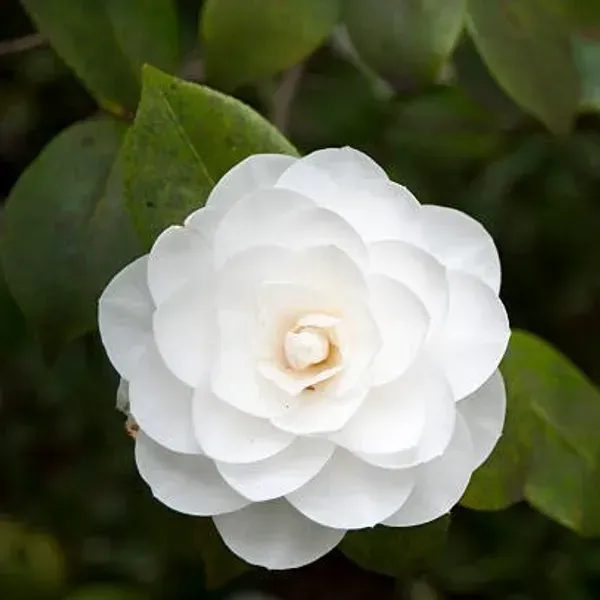 Camellia_Flower_Plant_White_For_Home_Garden