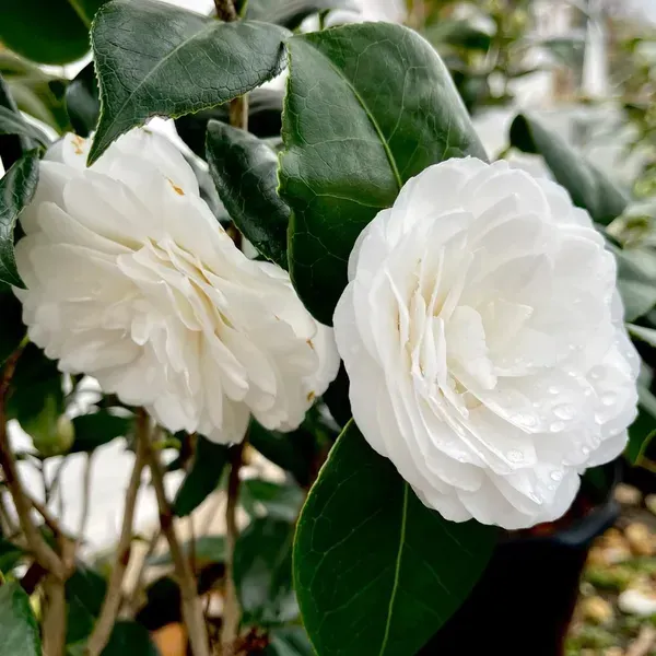 Camellia_Flower_Plant_White_For_Home_Garden