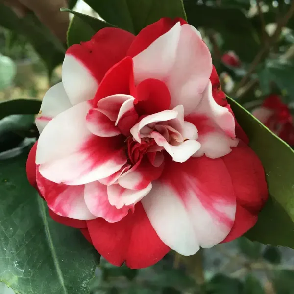 Camellia_Flower_Plant_Red_White