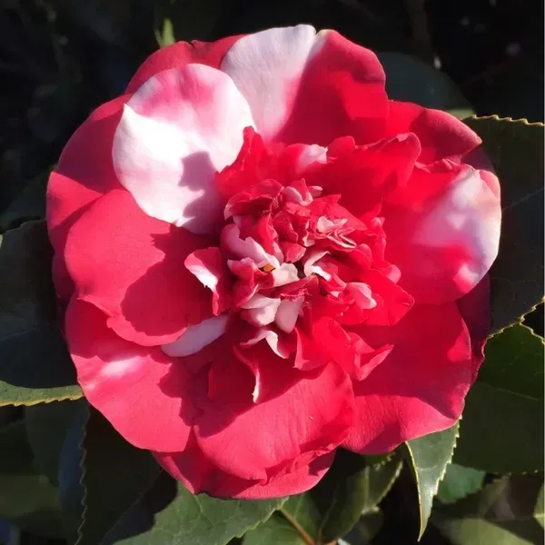Camellia_Flower_Plant_Red_White