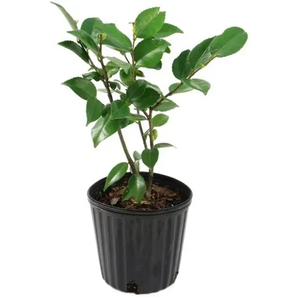 Camellia_Flower_Plant_Red_White