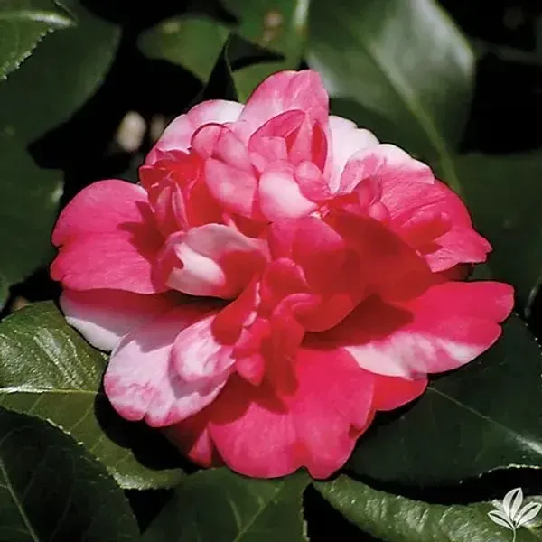 Camellia_Flower_Plant_Red_White