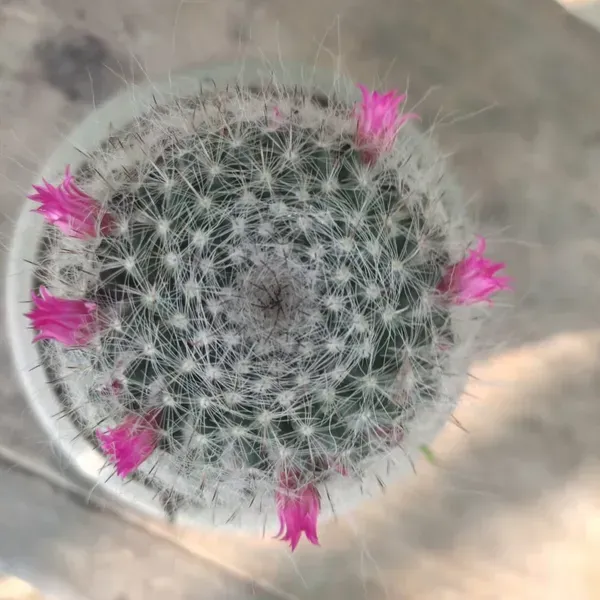 Mammillaria_Perez_De_La_Rosa_Cactus