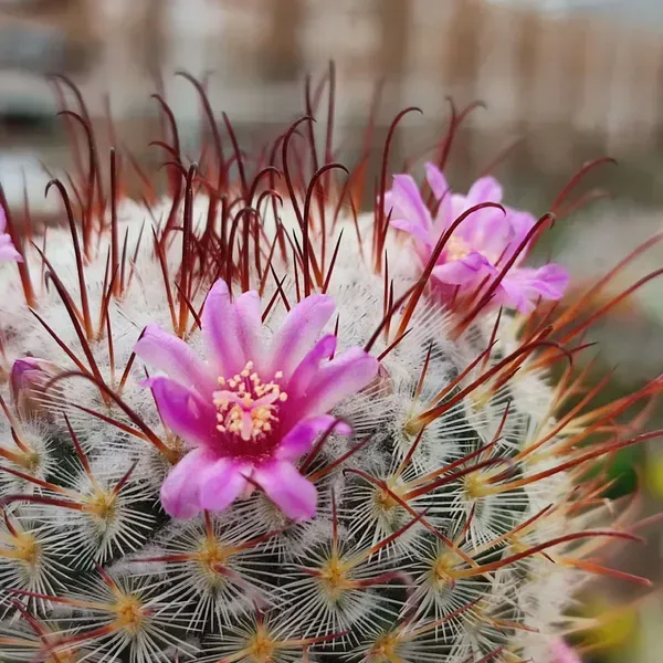 Mammillaria_Perez_De_La_Rosa_Cactus