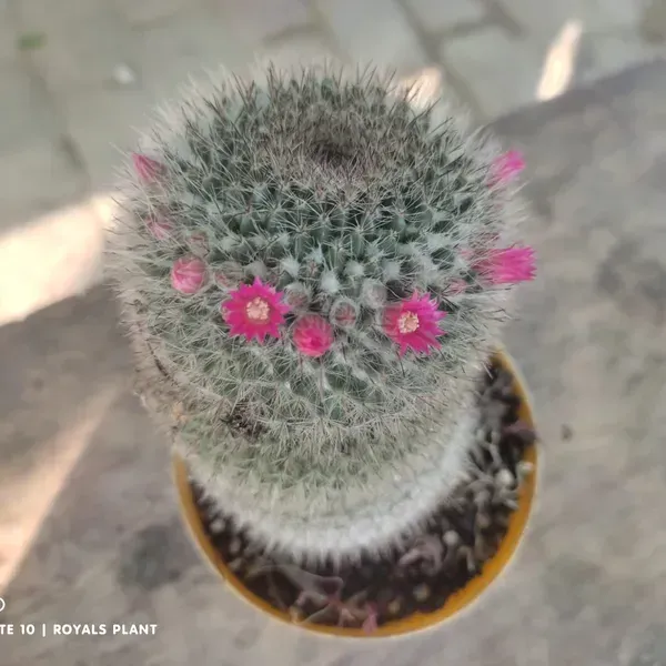 Mammillaria_Perez_De_La_Rosa_Cactus