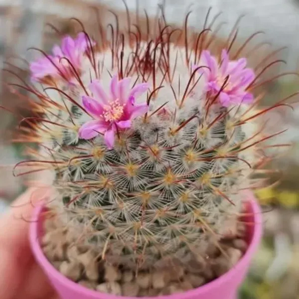 Mammillaria_Perez_De_La_Rosa_Cactus
