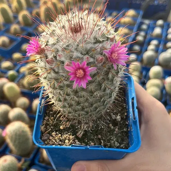Mammillaria_Perez_De_La_Rosa_Cactus