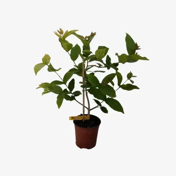 Pink_Water_Apple_Fruit_Plant_For_Home_Garden