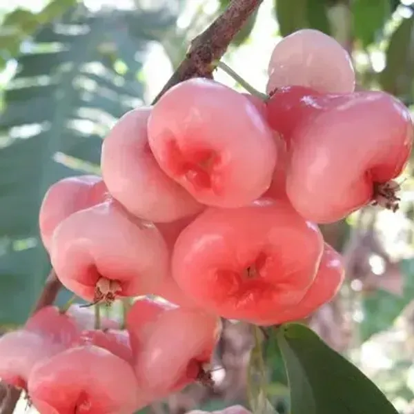 Pink_Water_Apple_Fruit_Plant_For_Home_Garden