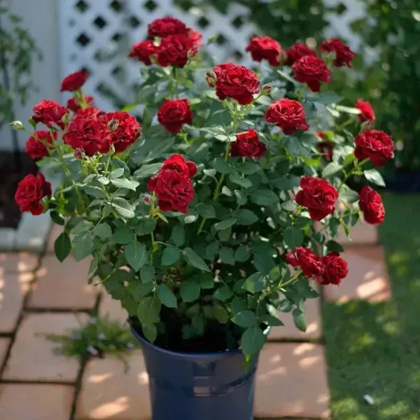 Rose_Flower_Plant_Combo_Pack_Of_4