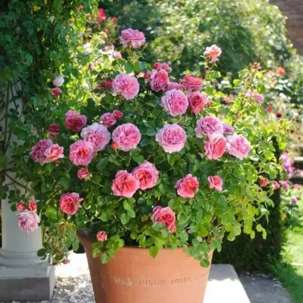 Rose_Flower_Plant_Combo_Pack_Of_4