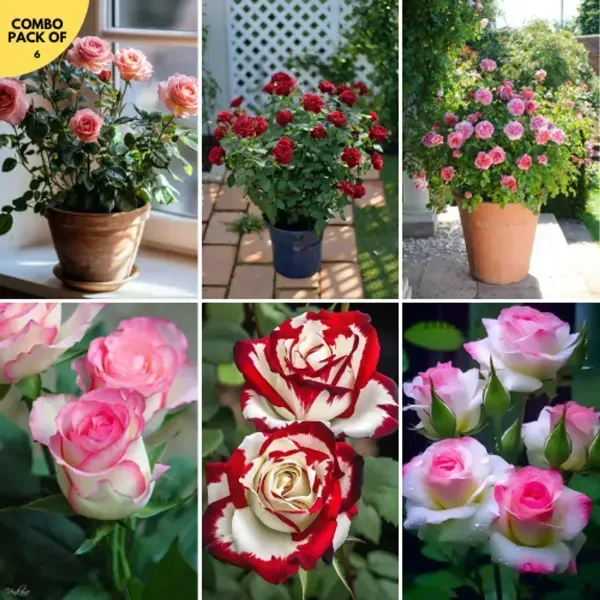 Rose_Flower_Plant_Combo_Pack_Of_4