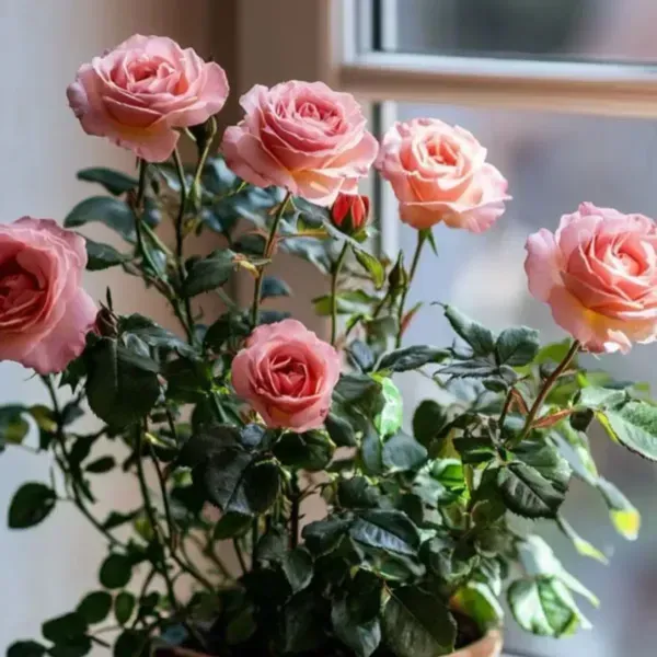 Rose_Flower_Plant_Combo_Pack_Of_4