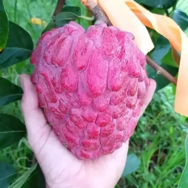 Red_Custard_Apple_Grafted_Fruit_Plant