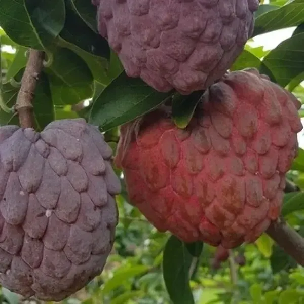 Red_Custard_Apple_Grafted_Fruit_Plant