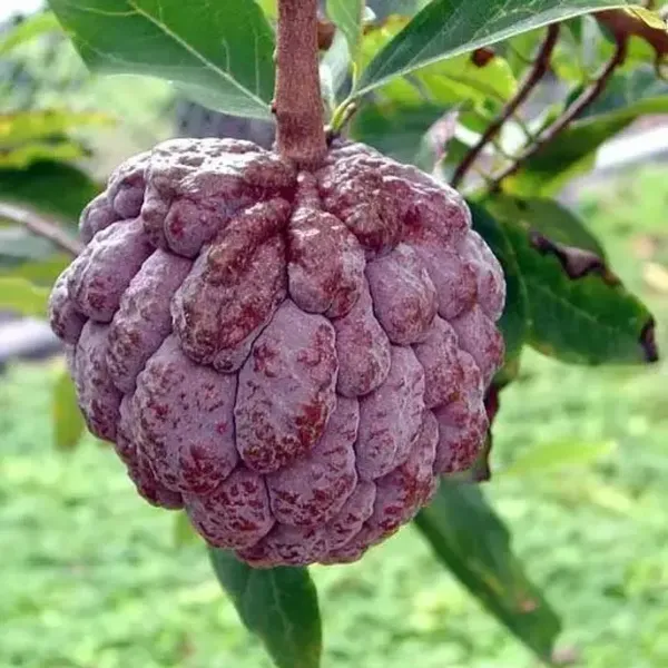 Red_Custard_Apple_Grafted_Fruit_Plant
