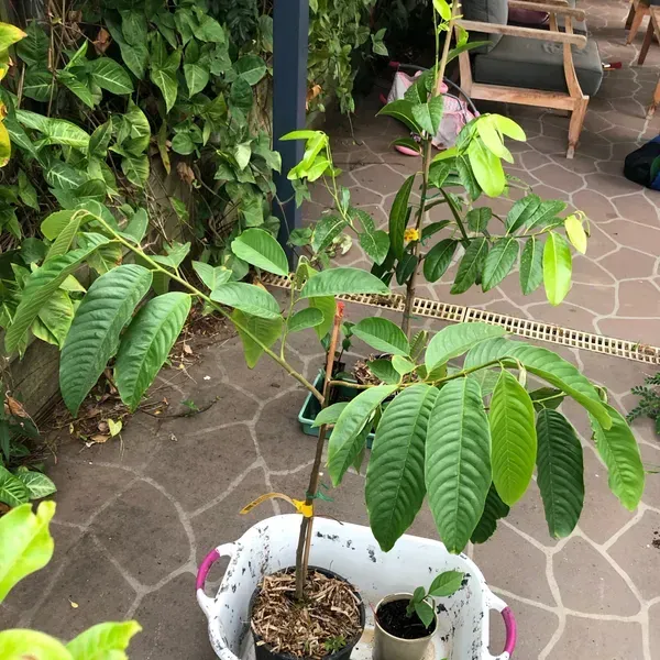 Red_Custard_Apple_Grafted_Fruit_Plant