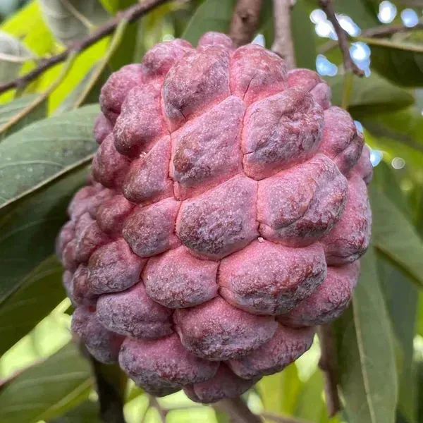 Red_Custard_Apple_Grafted_Fruit_Plant