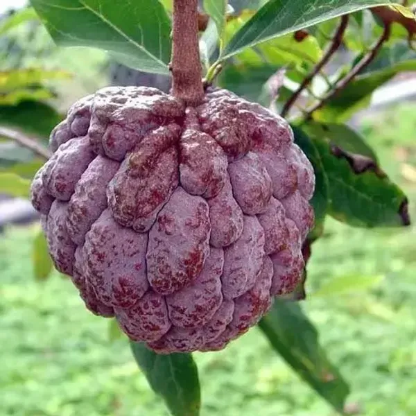 Red_Custard_Apple_Grafted_Fruit_Plant
