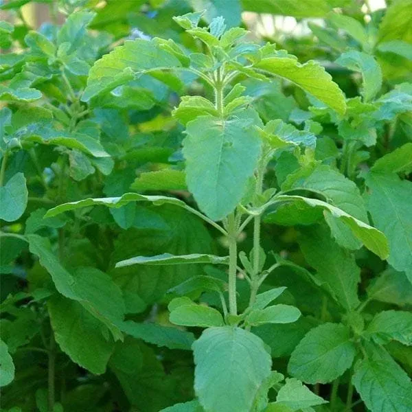 Raam_Tulshi_Plant_For_Home_Garden