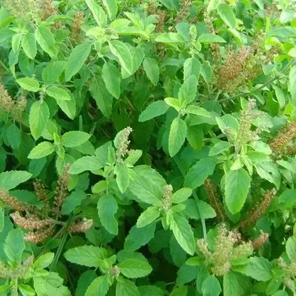 Raam_Tulshi_Plant_For_Home_Garden