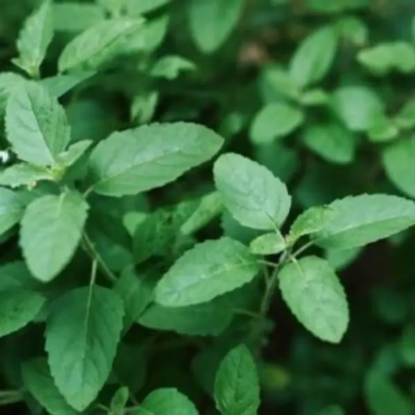 Raam_Tulshi_Plant_For_Home_Garden