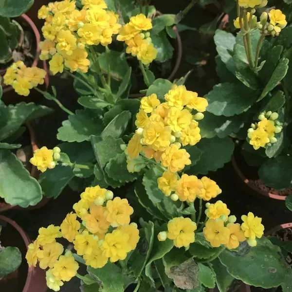 Kalanchoe_Flower_Plant_Yellow