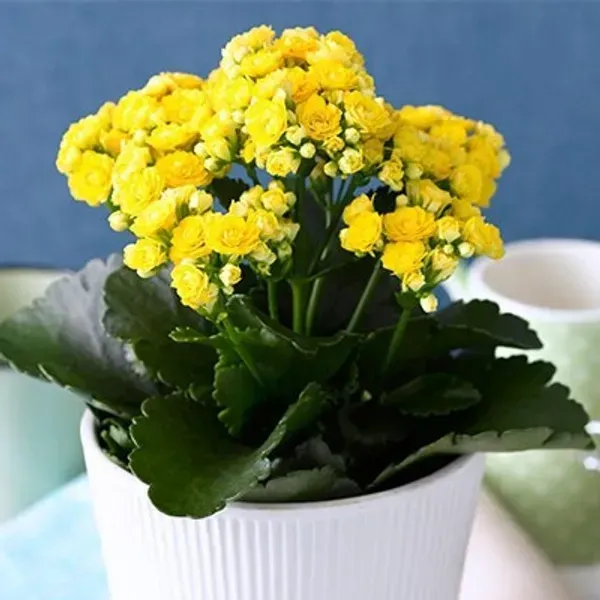 Kalanchoe_Flower_Plant_Yellow
