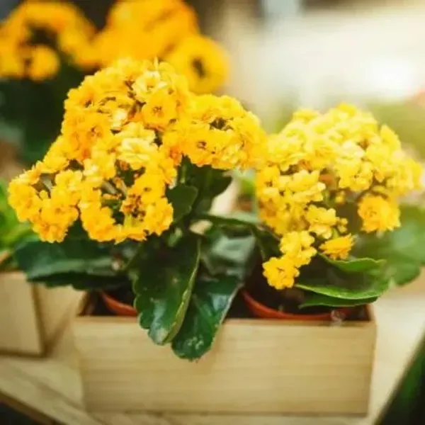 Kalanchoe_Flower_Plant_Yellow