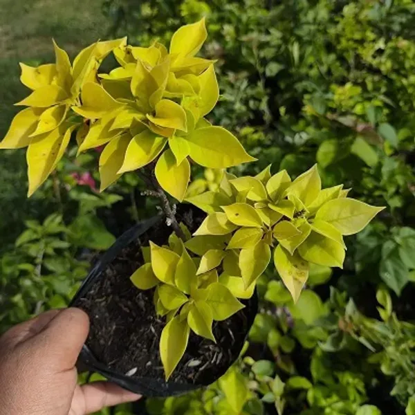 Poetey_Bougainvillea_Flower_Plant