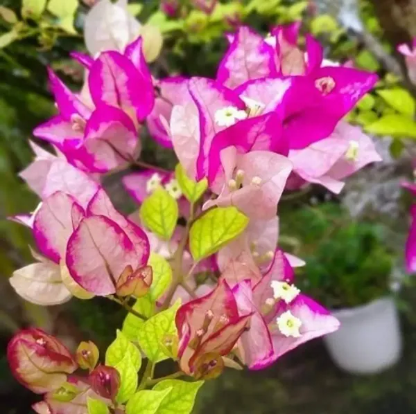 Poetey_Bougainvillea_Flower_Plant